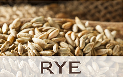 Rye : A powerhouse grain with excellent flavour profile